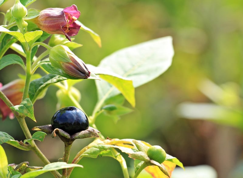 Belladonna Root