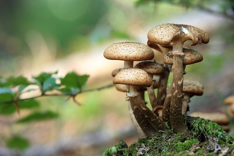 Bioluminescent Mushrooms